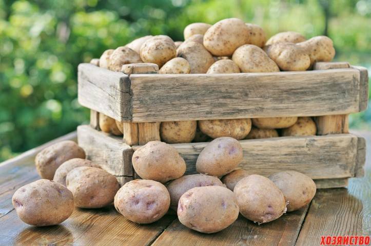 При какой температуре хранить картофель, чтобы зимой не остаться голодным