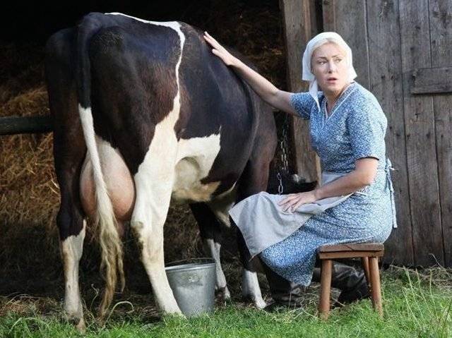 Когда появляется молоко после отёла у коровы?
