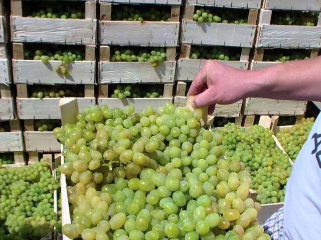 Сорт августин – раннеспелый, высокоурожайный и устойчивый к морозам виноград — выявляем все нюансы