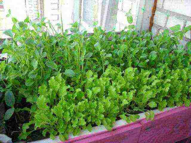 Растение руккола: выращивание из семян в открытом грунте, фото, рассада в домашних условиях