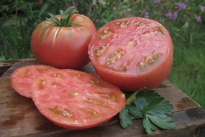 Прекрасный сорт томата микадо: описание любимых помидоров дачников