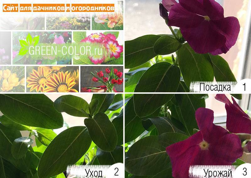 Лунный посевной календарь на май 2020 для садовода, огородника и цветовода