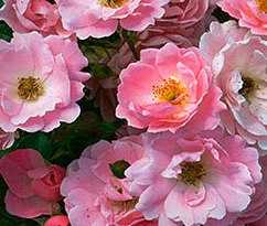 Роза многоцветковая вечноцветущая мини садовый аромат выращивание из семян