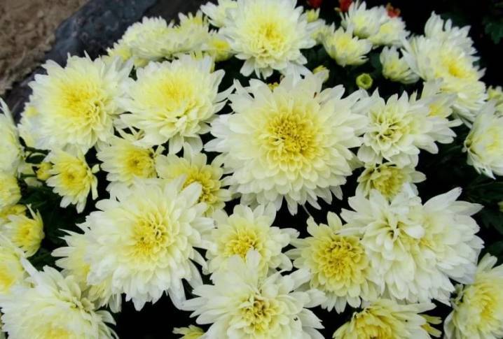 Сорта многолетних хризантем с фото — особенности ухода и садовой посадки