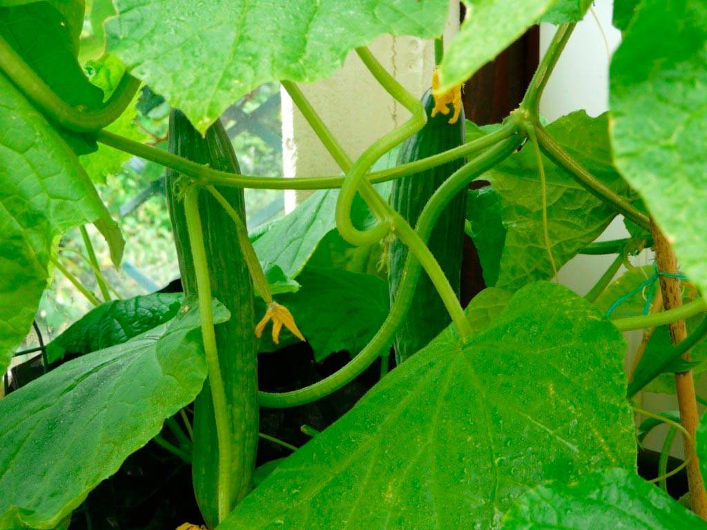 Огурцы сорта зозуля: как выращивать и собрать хороший урожай?