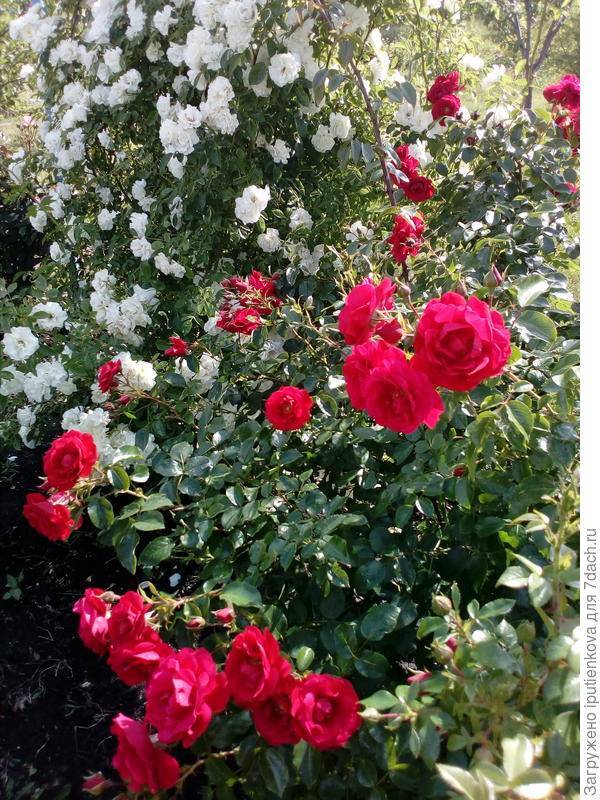 Роза джубили селебрейшн (jubilee celebration) — выращивание «остинки»