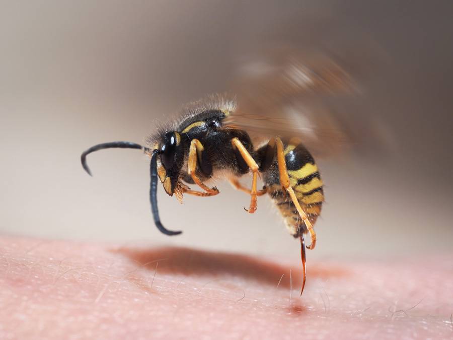 Что делать если покусала (ужалила) пчела или шмель?