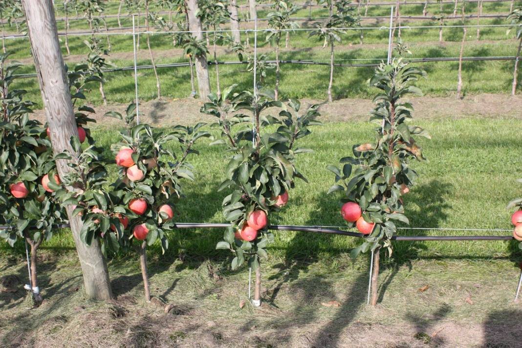 Колоновидная яблоня васюган — как выращивать плодовую культуру