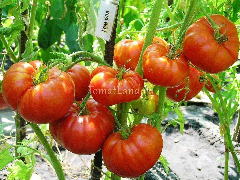 Сорта томатов для теплицы из поликарбоната – лучшие варианты