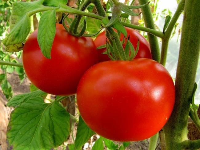Выращиваем урожайный томат «волгоградец»: описание и особенности сорта