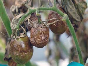 Как бороться с фитофторой на помидорах народными средствами