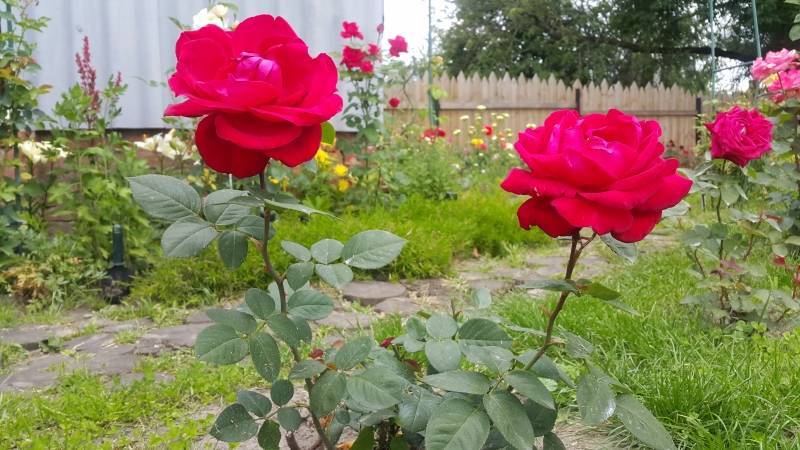 Как пересадить розы на другое место летом: во время цветения, видео