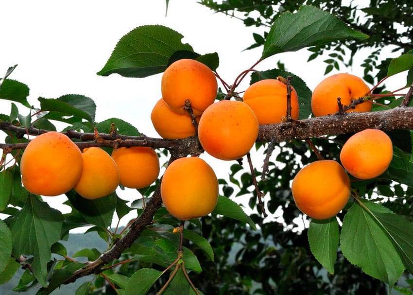 Ранние сорта абрикосов