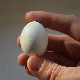 Сколько дней голуби высиживают яйца, и от чего это зависит?