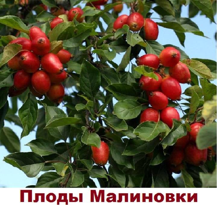 Сибирская яблоня розовый налив: описание, фото, отзывы