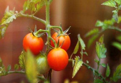 Когда высаживать рассаду помидоров в теплицу: оптимальные сроки, температура почвы и воздуха