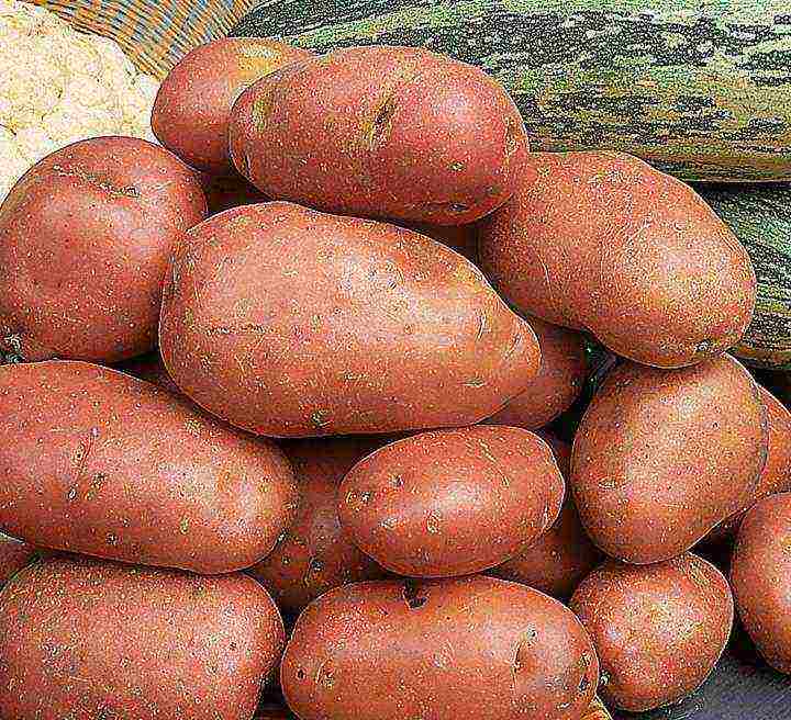 Сорт картофеля – санте: описание, качества, посадка и уход