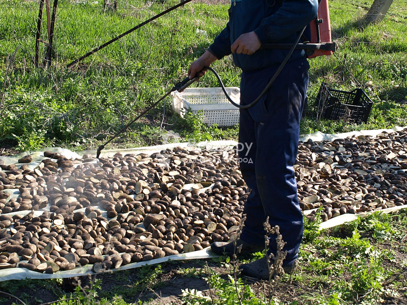 Командор обработка картофеля перед посадкой