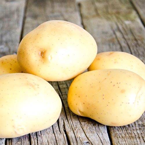 Сорт картофеля импала: описание и характеристика сорта с высокими вкусовыми качествами