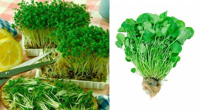 Кресс-салат — выращивание витаминной зелени круглый год