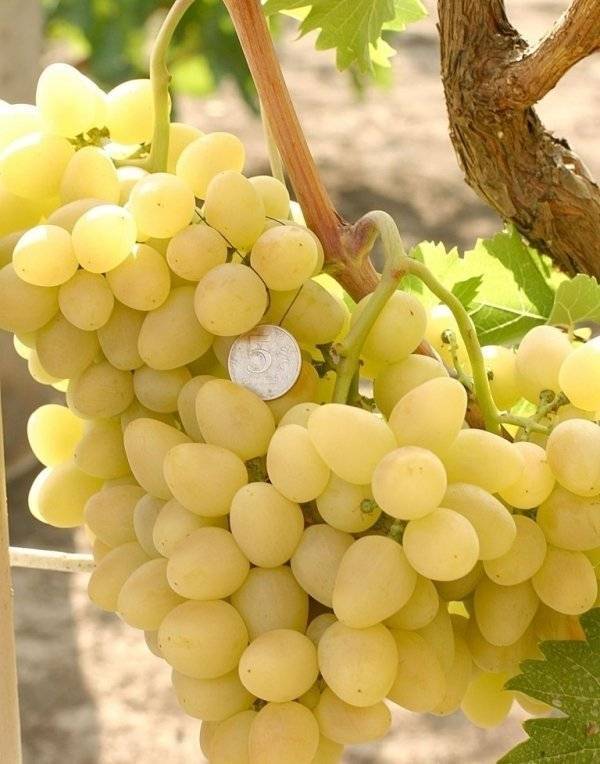 Виноград аркадия: характеристика, описание сорта, уход, урожайность, фото и видео