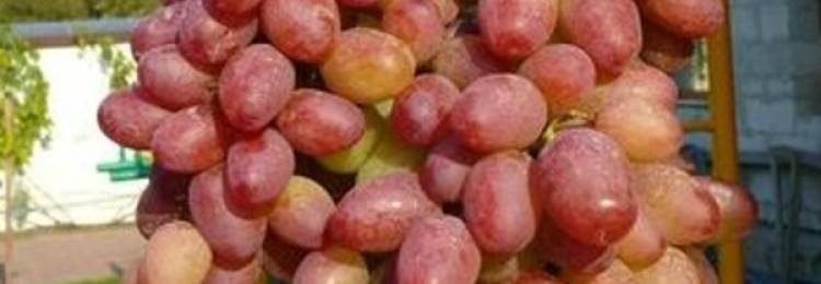 Виноград сорта гелиос: розовый вариант легендарной аркадии