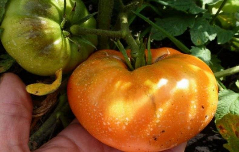 Томат "оранжевый гигант": описание сорта, фото плодов, особенности, урожайность помидор