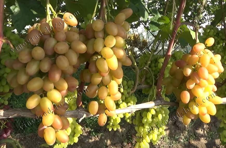 Описание и выращивание винограда сорта юлиан