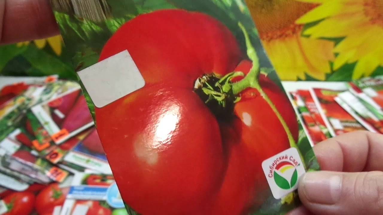Сорт томата моя любовь f1: описание и особенности выращивания помидоров с «носиком»