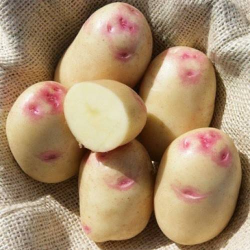 Картофель "синеглазка": описание сорта, фото и характеристики корнеплода картошки