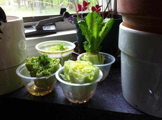 Как вырастить салат на подоконнике: "айсберг" и другие сорта салата