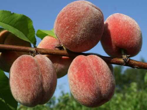 Особенности выращивания персика сорта редхейвен