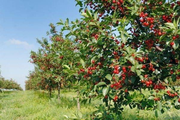 Лучшие сорта вишни для выращивания в подмосковье