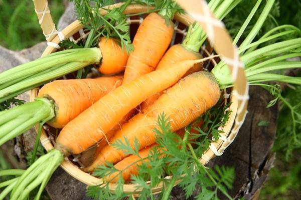 Лучшие сорта ранней моркови