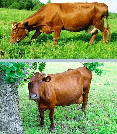 Российская красногорбатовская порода коров