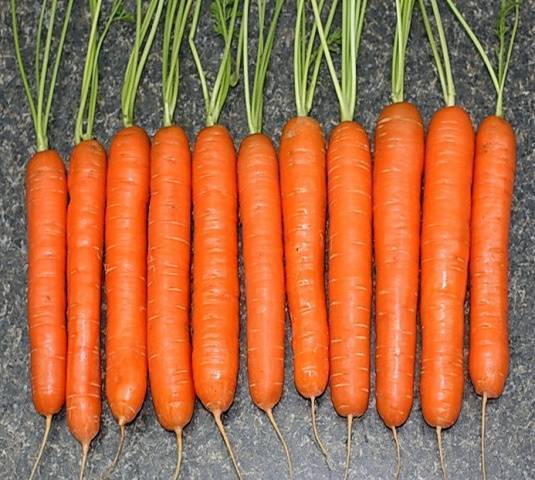 Какие сорта моркови подойдут для посадки на урале? чем отличается выращивание овоща в этом регионе?