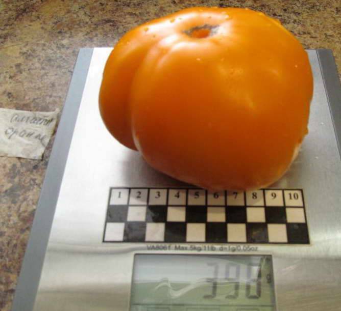 Все о томате алтайский оранжевый: характеристики и описание сорта