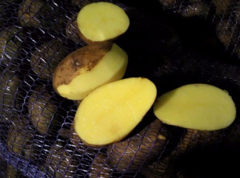Картофель джелли — описание сорта, фото, отзывы, посадка и уход