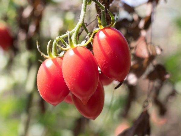 Сорт томата «виагра»: фото, отзывы, описание, характеристика, урожайность