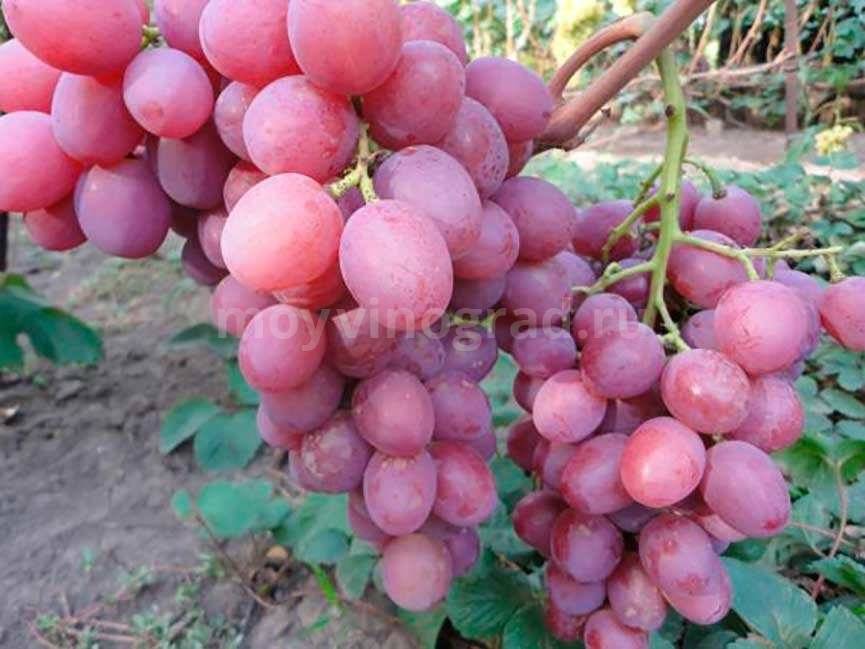 Виноград «анюта»: описание сорта, фото и отзывы