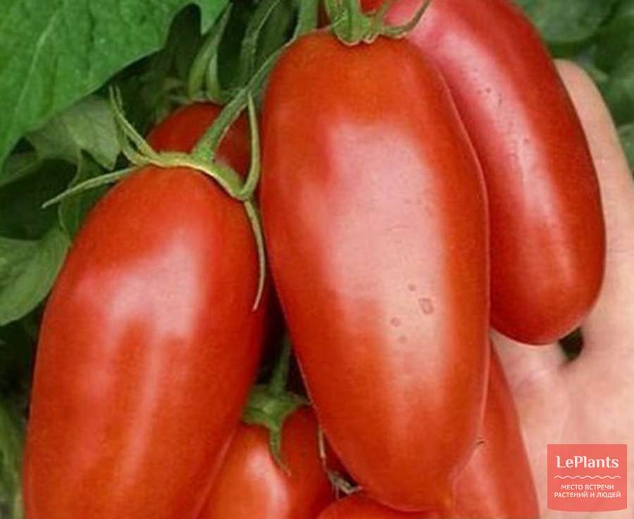 Сорт томатов красный банан — описание и правила выращивания