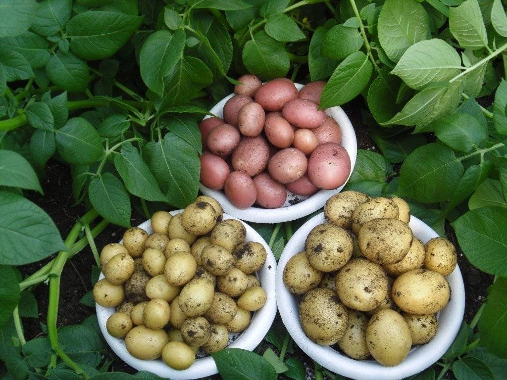 Ранние сорта картофеля для подмосковья: фото с описанием