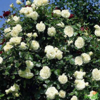 Нюансы посадки и уход за сортовой плетистой розой эден роуз: техника выращивания