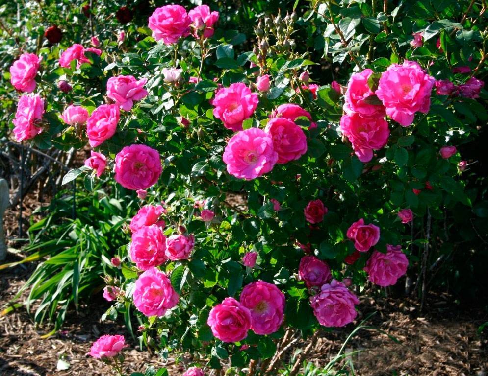 Выращивание почвопокровных роз – посадка и уход в саду