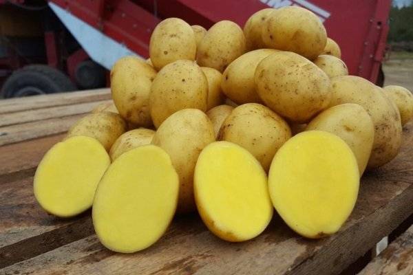 Картофель скарб - описание сорта, характеристика, особенности выращивания, отзывы + фото