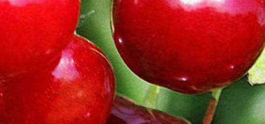 Черевишня: описание гибрида вишни и черешни, фото, посадка и уход