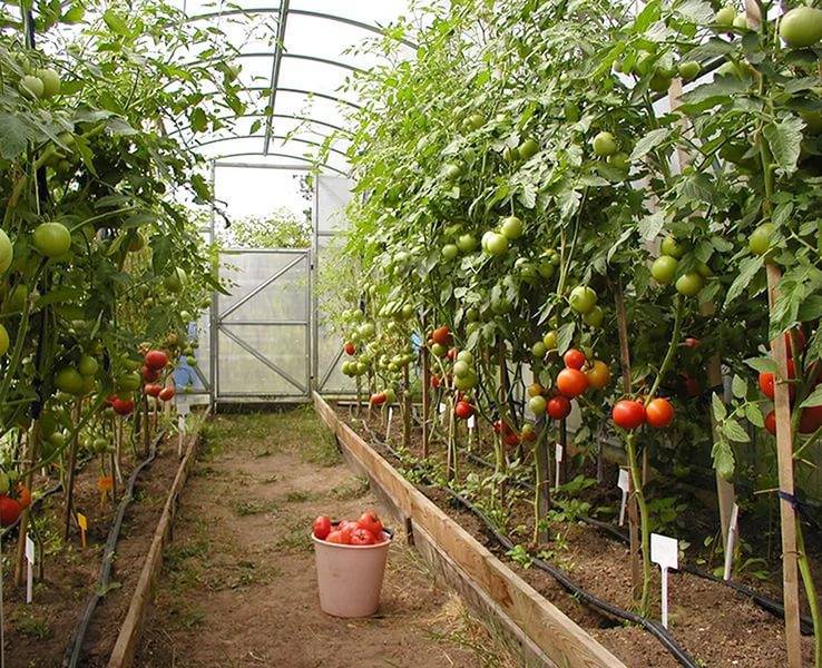 Выращивание томатов в теплице из поликарбоната от а до я: секреты хорошего урожая помидоров, особенности агротехники и полива и как правильно выбрать сорта?
