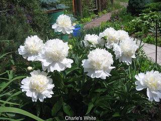 Пион уайт кэп (paeonia white cap) — особенности посадки цветка