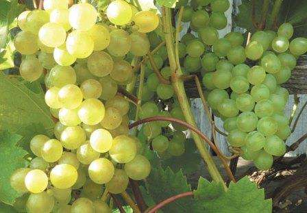 «амурский» виноград: фото и описание, агротехника выращивания