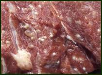 Цистицеркоз крупного рогатого скота: симптомы и лечение